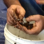 Worm Farming