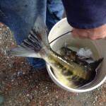 The Hatchery Project