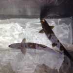 The Hatchery Project