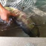 The Hatchery Project
