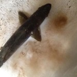 The Hatchery Project
