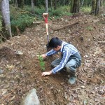 More tree planting