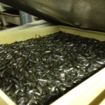 The Hatchery Project